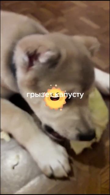 Хану около 2 мес и дома на карантине#собака#подпишись#популярное#алабай смотреть онлайн