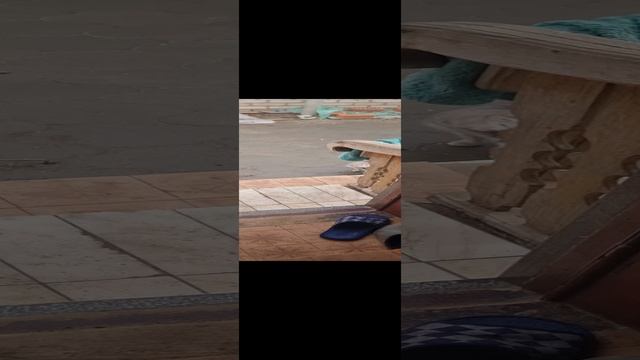 Котячий бунт против меня