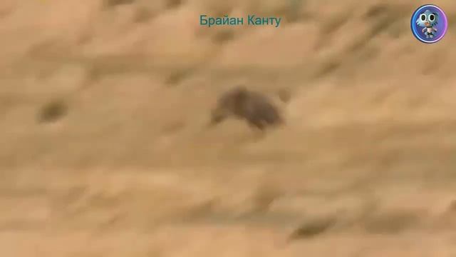 леопарды напуганы гиенами смотреть онлайн