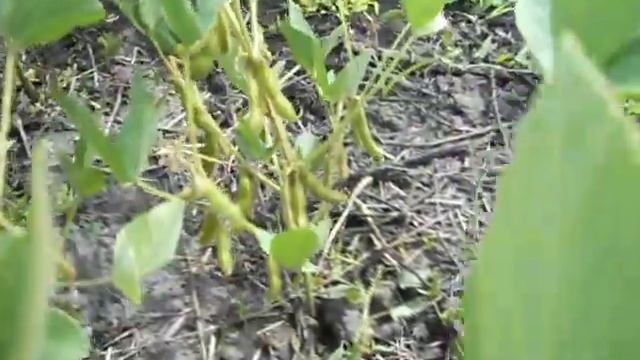 Соя на 04. 08 19 . Часть 3. смотреть онлайн