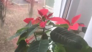 С Наступающим женским днём!8 марта🌹🌹🌹🥰Жеш и Фаня