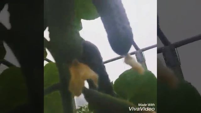 Теплица 2017 смотреть онлайн