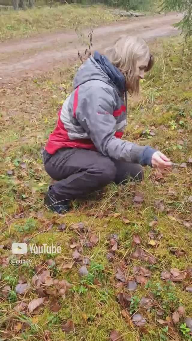 Наконец нашли🔥 ШОК. Грибы ОПЯТА 💪 #shorts #грибы #лес #природа #сборгрибов смотреть онлайн