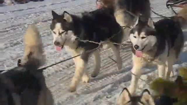 Этномир.  Катание на хаски  - Husky Riding