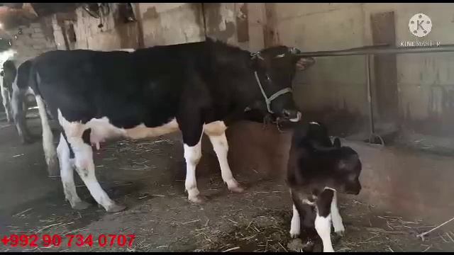 ГУСАЛАДОР ФРУШИ 5 апреля 2022 г. смотреть онлайн