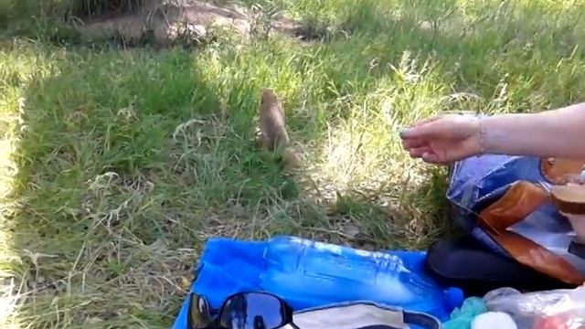 Шкодные суслики смотреть онлайн