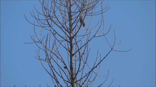 kowalik (Sitta europaea), Eurasian Nuthatch, Kleiber, Поползень смотреть онлайн