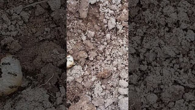 Муравьи и личинка смотреть онлайн