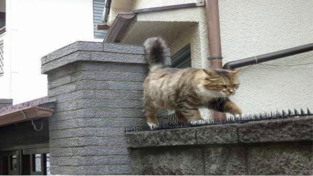 Влюблённый кот смотреть онлайн