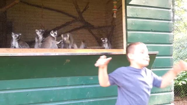 Dancing lemur with kid смотреть онлайн