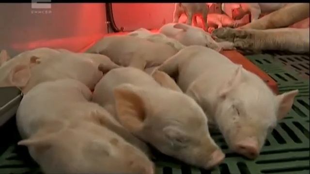 У погибших свиней в поселке Зыково ветеринары подозревают африканскую чуму