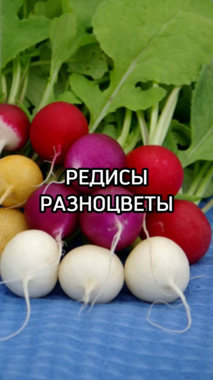 ТОП-3 сортов редиса с изюминкой!