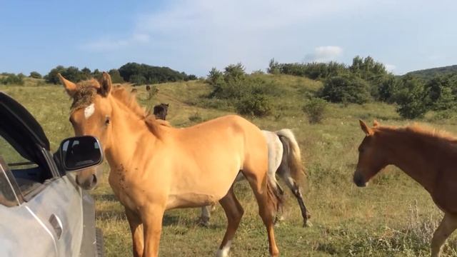 Лошади понравилась машина. смотреть онлайн
