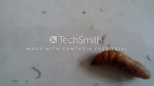 Hyles livornica nymph stage смотреть онлайн