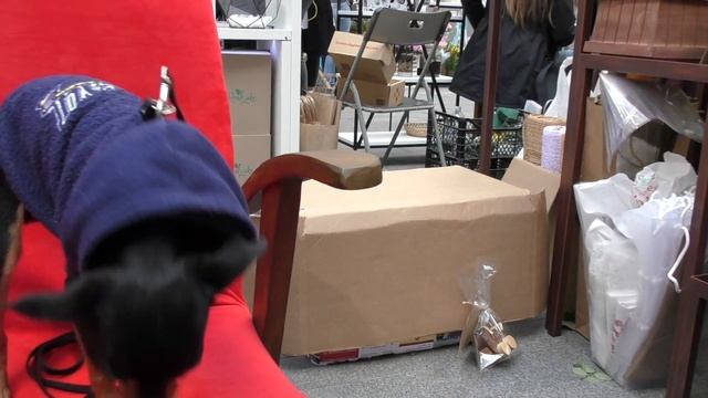 СОБАКА И ЦВЕТЫ смотреть онлайн