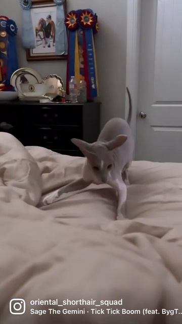 Frisky Peterbald Cat смотреть онлайн