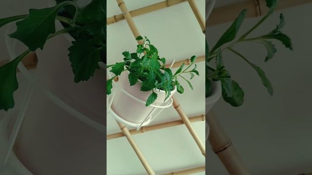 Balcony or porch garden / Сад на балконе смотреть онлайн