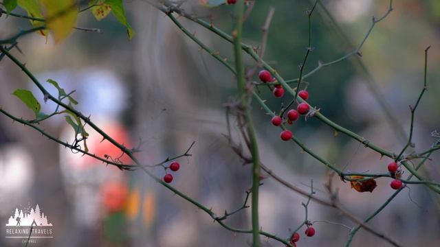 Winter Escape: Dumplings by the River смотреть онлайн