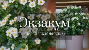 ЭКЗАКУМ  (ПЕРСИДСКАЯ ФИАЛКА) ОТ ПОСЕВА ДО ЦВЕТЕНИЯ