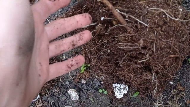 #пион ПИОН ИЗ ВЕДРА ОСЕНЬЮ #пионы #наизнанку #посадка #многолетники #многолетниецветы #сад #цветник смотреть онлайн