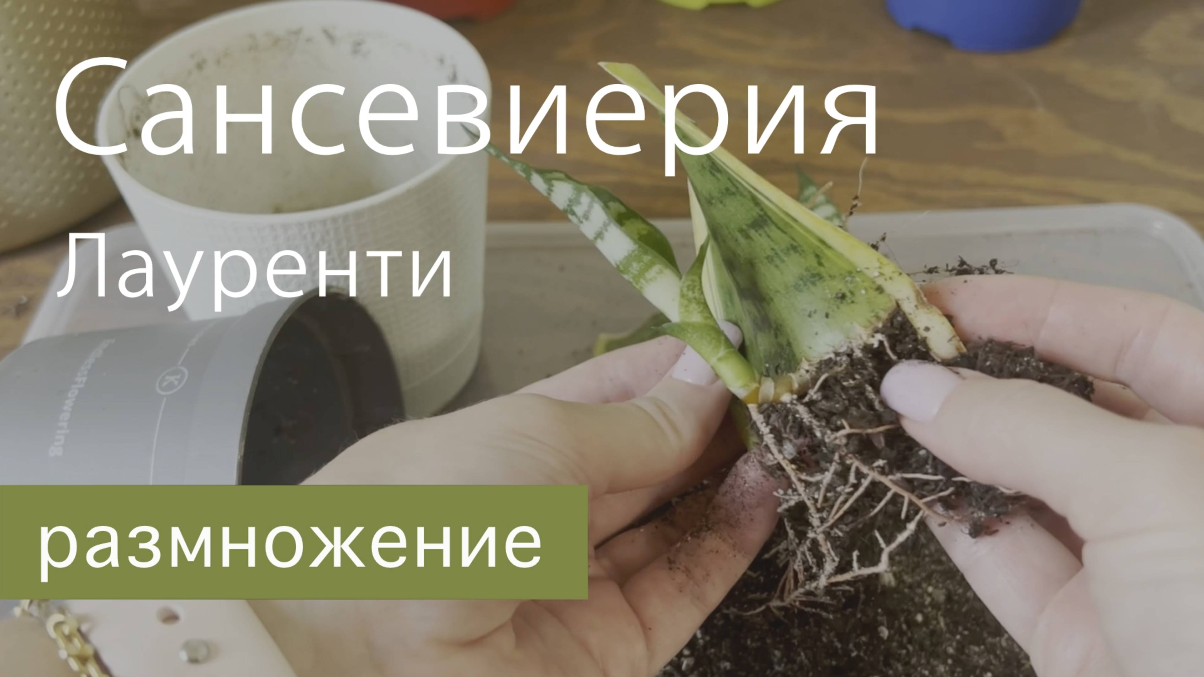 №116. Размножение сансевиерии Лауренти (с желтой полосой)