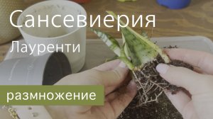 №116. Размножение сансевиерии Лауренти (с желтой полосой)