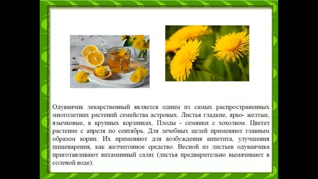 "Лекарственные растения" смотреть онлайн