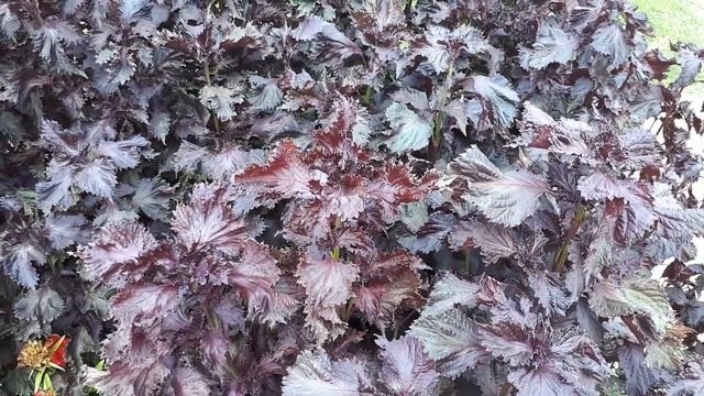Shiso plant - grow, care & eat (Edible & Beauty) смотреть онлайн