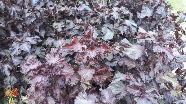 Shiso plant - grow, care & eat (Edible & Beauty)