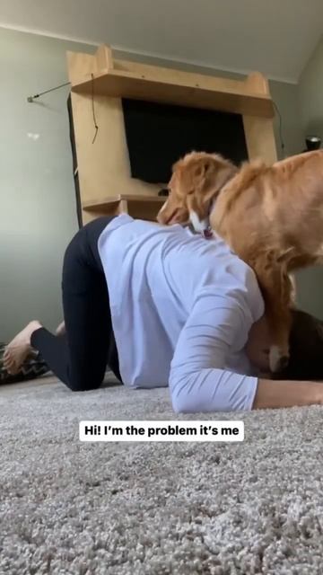 He’s the problem it’s him lol #toller #nsdtr #puppy #imtheproblem #dog #cutedog #problem #tswift смотреть онлайн