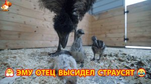 Эму Бамбук стал отцом троих страусят. Выращивают Джейк и Бекки