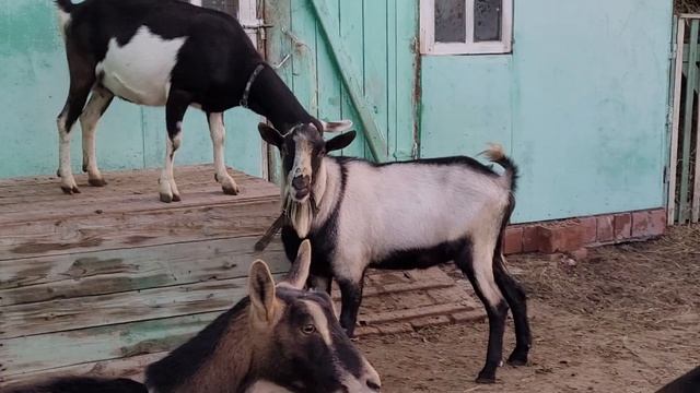 любовные утехи.