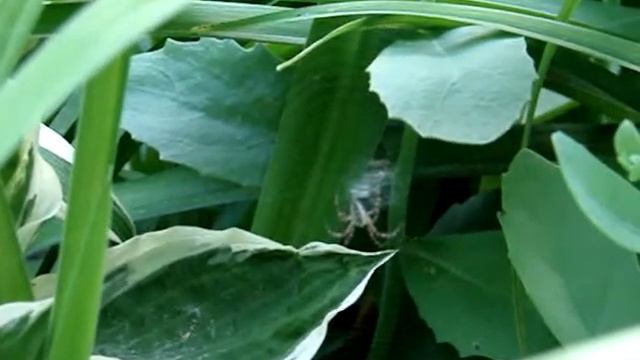Black and Yellow Argiope (5th instar) makes Stabilimentum #2 смотреть онлайн