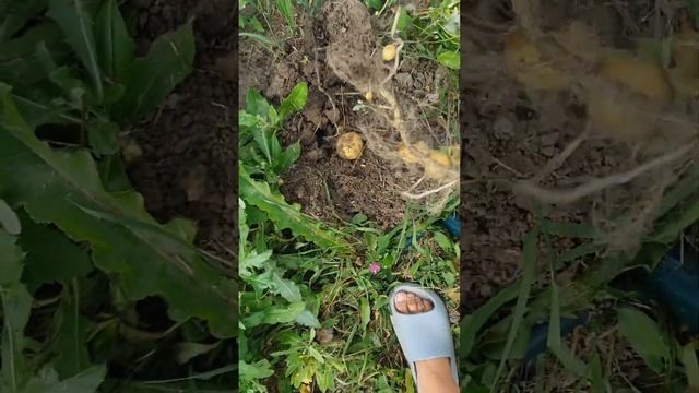 Обед дачников Мой урожай смотреть онлайн