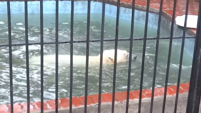 Летающая тарелка и ныряющий Ростик :-) смотреть онлайн