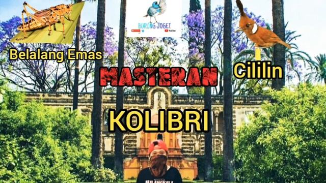 Masteran Kolibri Full Tembakan Materi Belalang Emas & Cililin Kualitas HD смотреть онлайн