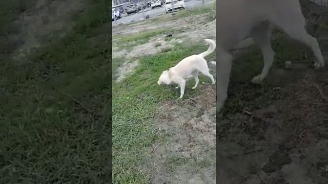 Гердуся грызёт дерево смотреть онлайн