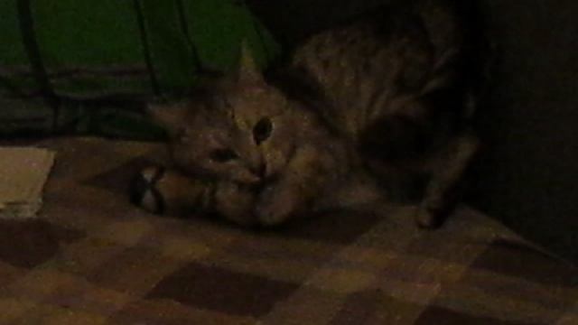 коте в долике