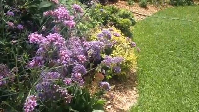 Dainty Swallowtail Butterfly Visits Summer Garden смотреть онлайн