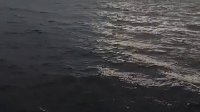 Китовая разведка 5.06.21 Териберка смотреть онлайн