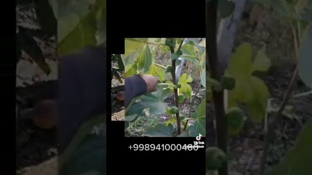 Мевали кучатлар олами ф/х дан 27 октября 2022 г. смотреть онлайн