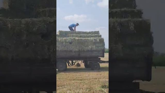 Сіно в тюках від ВИРОБНИКА 20.07.2022 смотреть онлайн