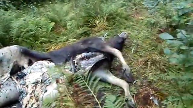 Лось и 35 тысач вольт смотреть онлайн