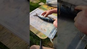 Правильная обвязка рыбы для горячего копчения.