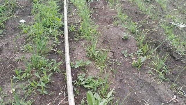 Обзор воздушки чеснока сорта Любаша. Выращивание чеснок Мариуполь смотреть онлайн