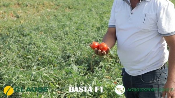 BASTA F1 помидорлари 34га майдонга экилди!!! Clause / AGRO EXPORT GROUP