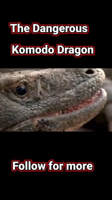 The Deadliest Lizard In The World