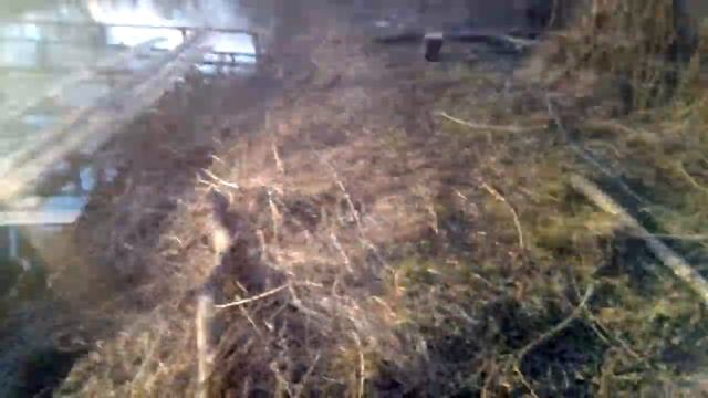 Ловим рибу в Кушельовці. Зарибок смотреть онлайн