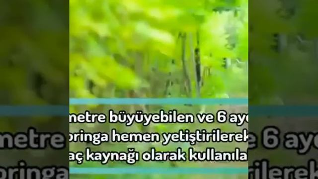 Моринга,чай с морингой смотреть онлайн