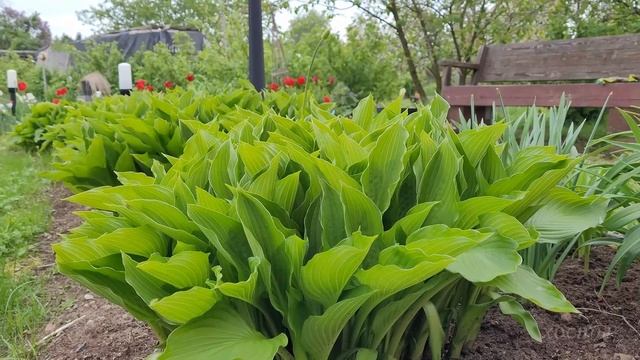 Прыватны сад у Беларусі. 14 траўня / Private garden. Belarus, May 14 (SUB) смотреть онлайн